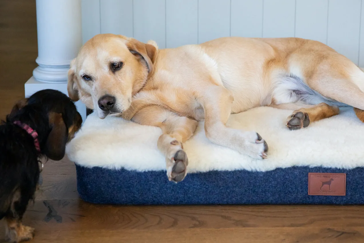 Cobalt Blue Bespoke Dog Mat